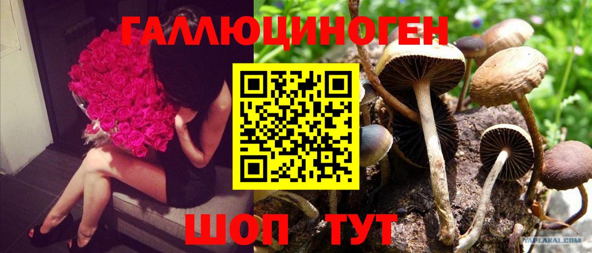 Псилоцибиновые грибы Psilocybine cubensis  Вход с VPN  Зеленодольск  Галлюциногенные грибы мухоморы 